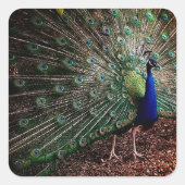Peacock Vierkante Sticker (Voorkant)