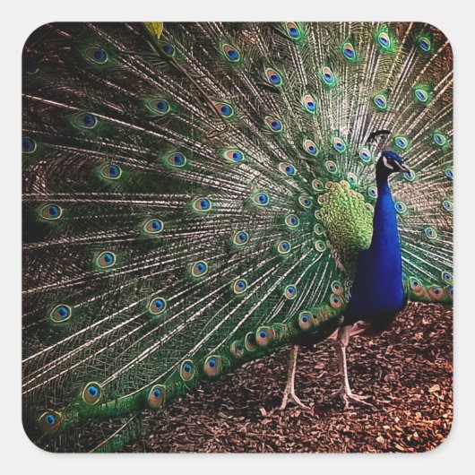 Peacock Vierkante Sticker (Voorkant)