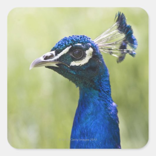 Peacock Vierkante Sticker (Voorkant)