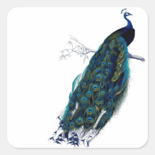 Peacock Vierkante Sticker