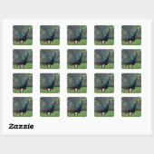 Peacock Vierkante Sticker (Vel)
