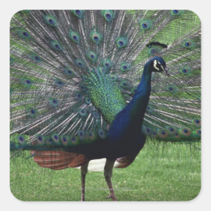 Peacock Vierkante Sticker