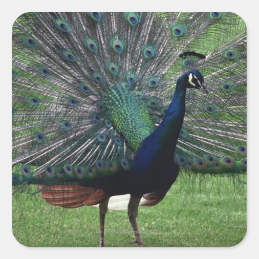 Peacock Vierkante Sticker (Voorkant)