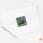 Peacock Vierkante Sticker (Envelop)