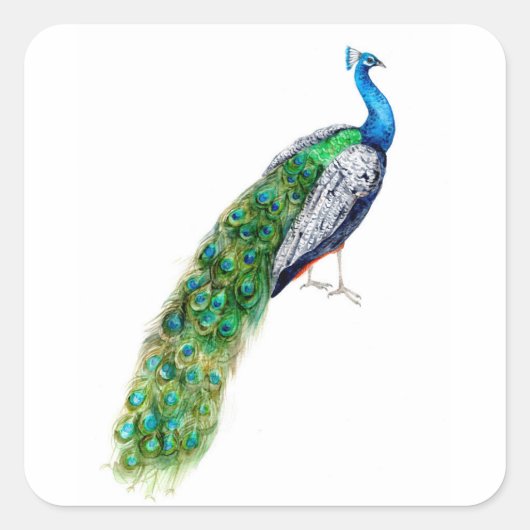  Peacock Vierkante Sticker (Voorkant)