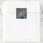 Peacock Vierkante Sticker (Tas)
