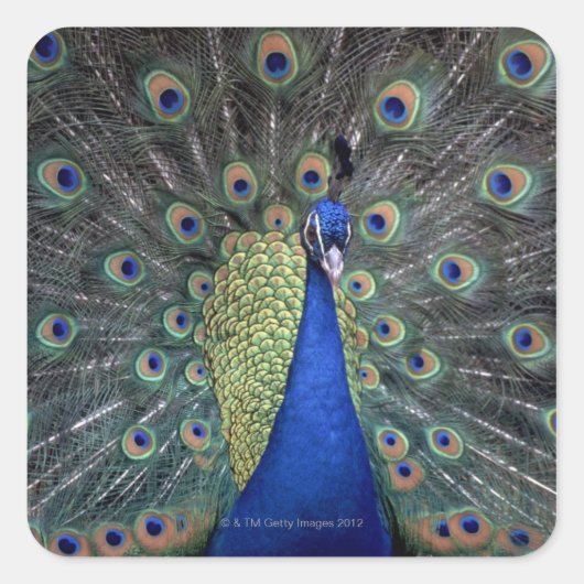 Peacock Vierkante Sticker (Voorkant)