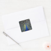 Peacock Vierkante Sticker (Envelop)