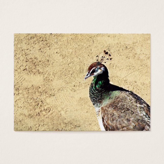 Peacock Visitekaartje (Voorkant)
