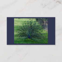 Peacock-Visitekaartjes Visitekaartje