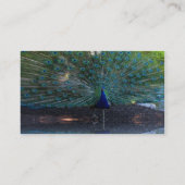 Peacock-visitekaartjes Visitekaartje (Achterkant)