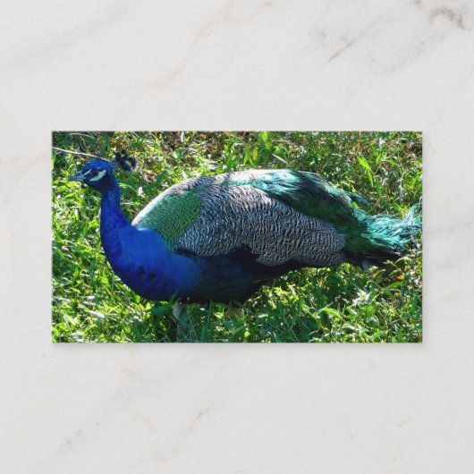 Peacock-Visitekaartjes Visitekaartje (Voorkant)