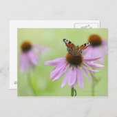 Peacock-vlinder (Inachis io) drink nectar Briefkaart (Voorkant / Achterkant)