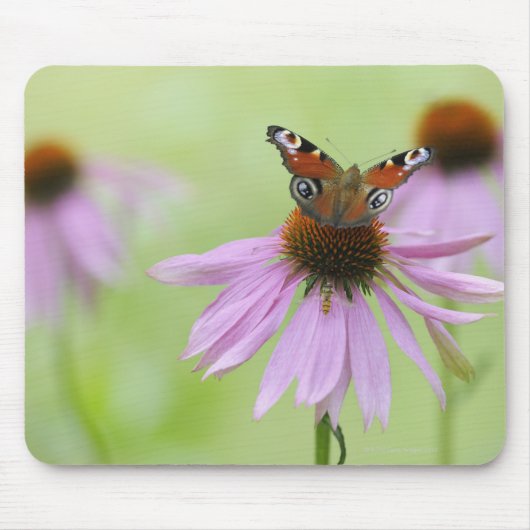 Peacock-vlinder (Inachis io) drink nectar Muismat (Voorkant)