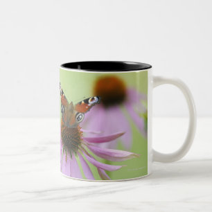 Peacock-vlinder (Inachis io) drink nectar Tweekleurige Koffiemok