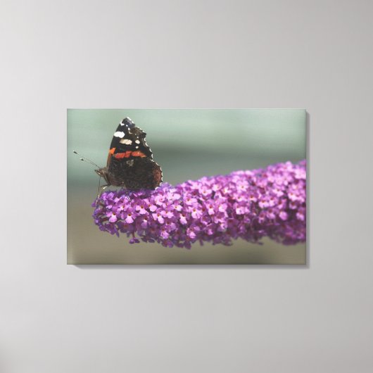 Peacock-vlinder op bloem canvas afdruk (Voorkant)