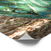 Peacock Vogel Plumage en Albino Peahen Foto Poster (Hoek)