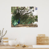 Peacock Vogel Plumage en Albino Peahen Foto Poster (Keuken)