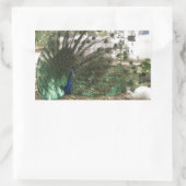 Peacock Vogel Plumage en Albino Peahen Foto Rechthoekige Sticker (Tas)