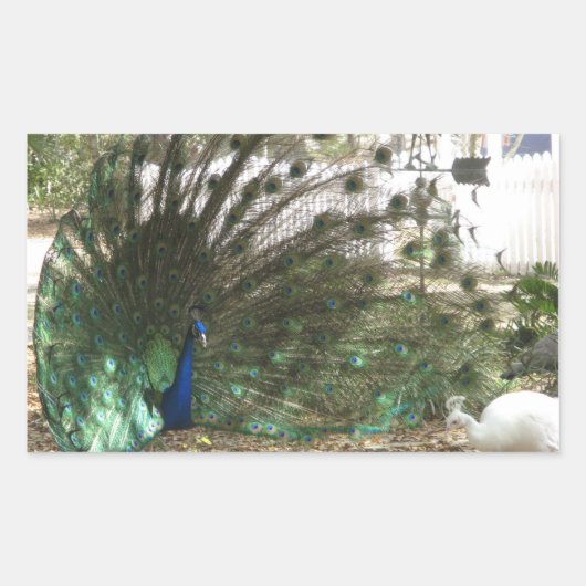 Peacock Vogel Plumage en Albino Peahen Foto Rechthoekige Sticker (Voorkant)