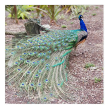 Peacock Wall art - live foto