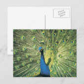 Peacock-weergave Briefkaart (Voorkant / Achterkant)