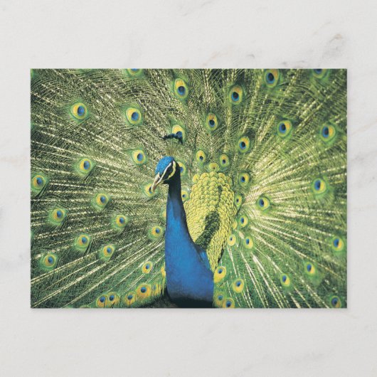 Peacock-weergave Briefkaart (Voorkant)