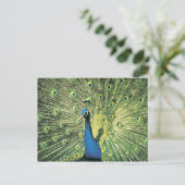 Peacock-weergave Briefkaart (Staand voorkant)
