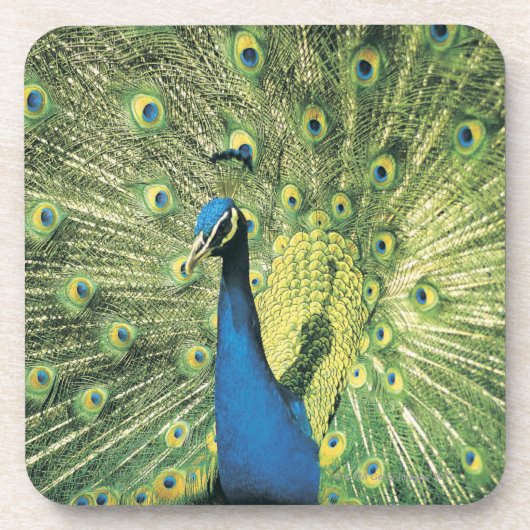 Peacock-weergave Drankjes Onderzetter (Voorkant)