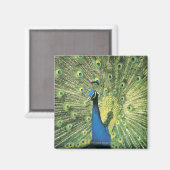 Peacock-weergave Magneet (Voorkant / Achterkant)