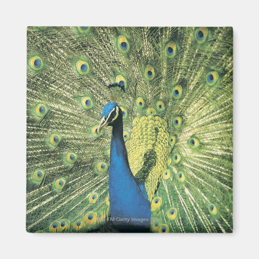 Peacock-weergave Magneet (Voorkant)