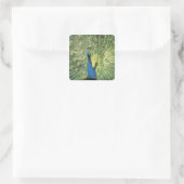 Peacock-weergave Vierkante Sticker (Tas)