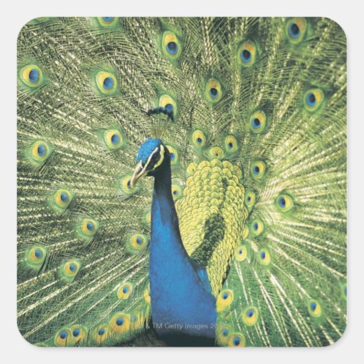 Peacock-weergave Vierkante Sticker (Voorkant)