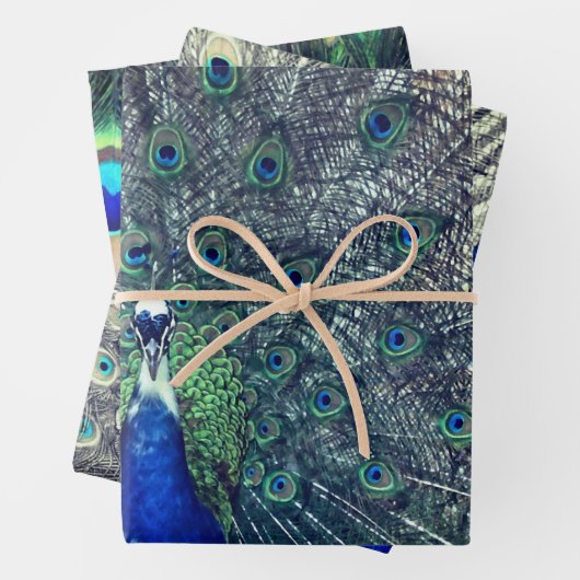 Peacock Wrapping Paper (In situ)