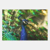 Peacock wrapping paper  (Voorkant)