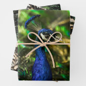Peacock wrapping paper  (In situ)