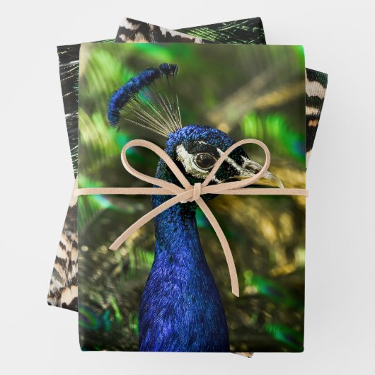 Peacock wrapping paper  (In situ)