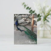 Peacocks bij Bonnie Springs Nevada - Briefkaart (Staand voorkant)