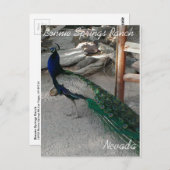 Peacocks bij Bonnie Springs Nevada - Briefkaart (Voorkant / Achterkant)