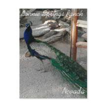 Peacocks bij Bonnie Springs Nevada - Briefkaart