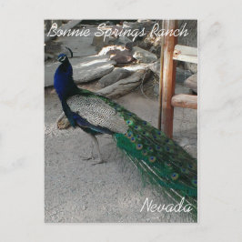 Peacocks bij Bonnie Springs Nevada - Briefkaart