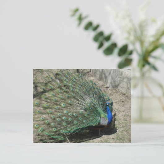 Peacocks Briefkaart (Staand voorkant)