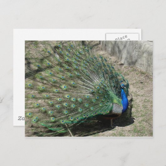 Peacocks Briefkaart (Voorkant / Achterkant)
