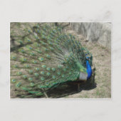 Peacocks Briefkaart (Voorkant)