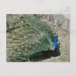 Peacocks Briefkaart