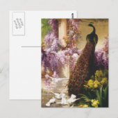 Peacocks en duiven briefkaart (Voorkant / Achterkant)