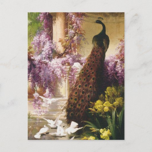 Peacocks en duiven briefkaart (Voorkant)