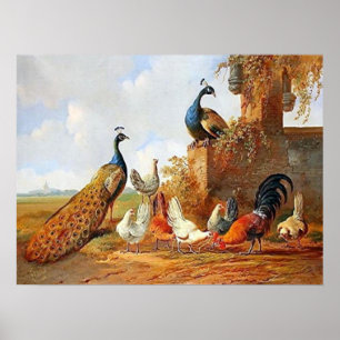 Peacocks en Poster van kippen