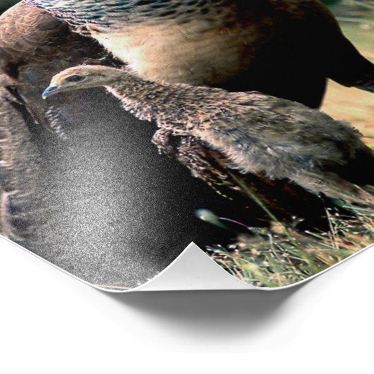 Peacocks Foto Afdruk (Hoek)