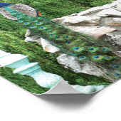 Peacocks in een tuin Foto Poster Papier (Hoek)